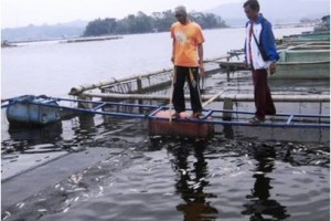 Petani ikan Japung di Waduk Darma saat melihat ribuan ikan mati di jaring apung miliknya.
